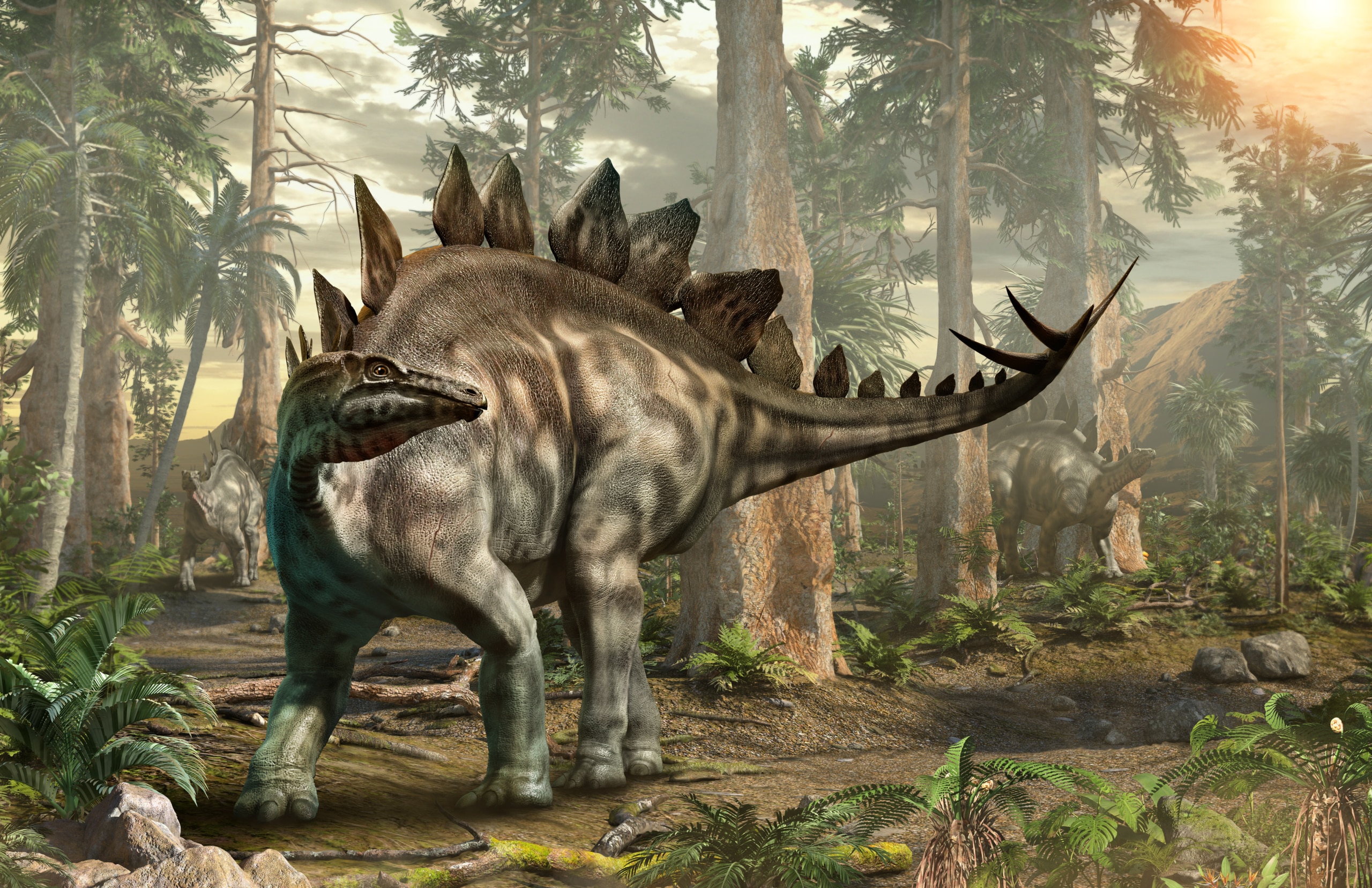 Stegosaurus: Steckbrief 7 Merkmale des Dinosauriers schreiben net Stegosaurus: Steckbrief 7 Merkmale des Dinosauriers schreiben net