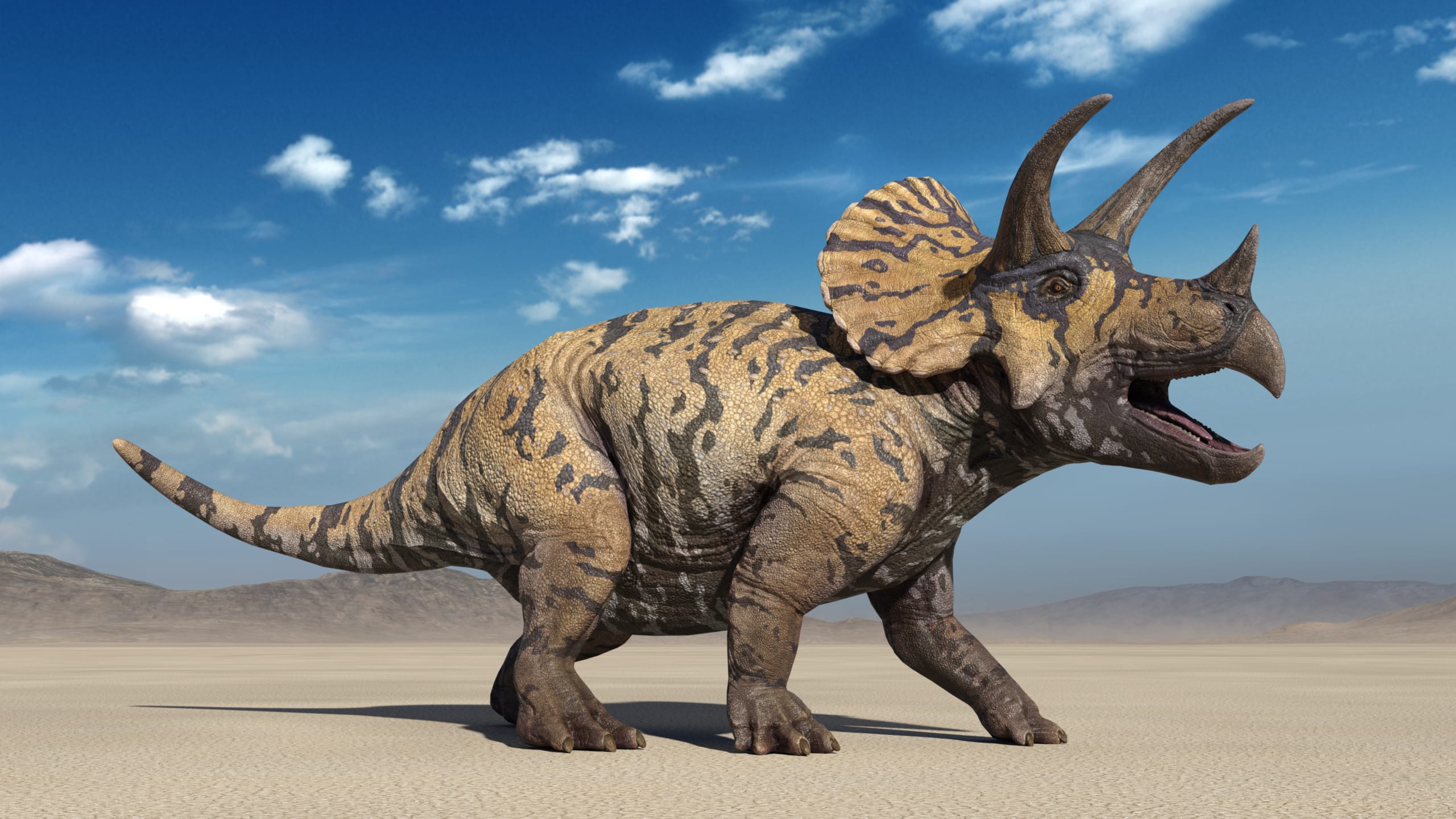 Triceratops: Steckbrief + 7 Merkmale des Dinosauriers » schreiben.net