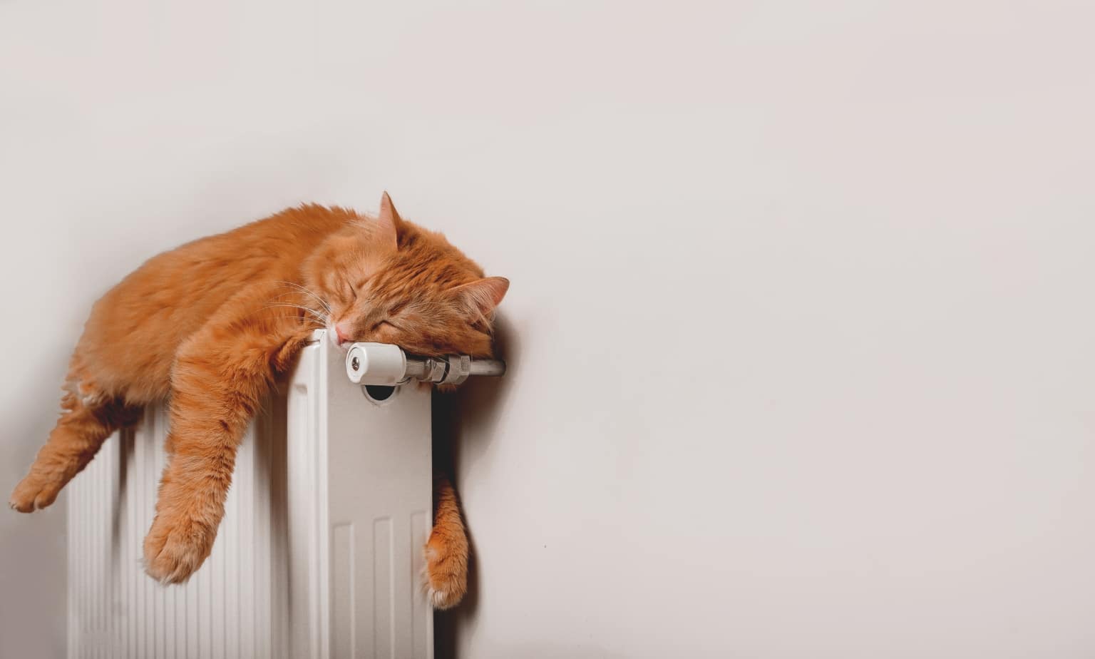 108 KatzenSprüche & die Bedeutung von 8 Verhaltensarten